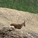 Junger Steinbock in der enorm abschüssigen Südflanke am Selun.