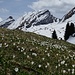 Frühling an den Churfirsten