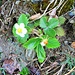 Fragaria vesca L.<br />Rosaceae<br /><br />Fragola comune.<br />Fraisier des bois.<br />Wald-Erdbeere.