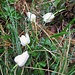 Anemone nemorosa L.<br />Ranuncolaceae<br /><br />Anemone bianca.<br />Anémone des bois.<br />Busch-Windroeschen.