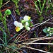 Polygala chamaebuxus L.<br />Polygalaceae<br /><br />Poligala falso bosso.<br />Polygale petit buis.<br />Buchsblättrige Kreuzblume.