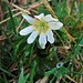 Anemone nemorosa L.<br />Ranunculaceae<br /><br />Anemone bianca.<br />Anémone des bois.<br />Busch-Windroeschen.