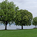 Kastanienbäume am Hafen von Saint-Prex