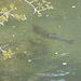Fische im Fluß