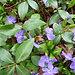 Hummel bei der Arbeit