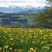 Löwenzahnwiese und Hochgrat.........Frühling im Westallgäu!