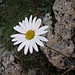 Alpen-Margerite (Tanacétum alpinum) - Blüte in Reinform