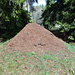 Riesen Ameisenhaufen