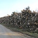 Totholz, findet wahrscheinlich Verwendung als Biomasse.