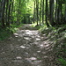 Der gemütliche Wanderweg hinunter zum Kleinen Arbersee leitet durch lichten Buchenwald