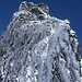 Hillehorn