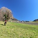 Wiese vom Moarhof