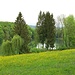 Frühling am Rhein