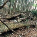 <br />Direkt über den "Cantine di Mendrisio": Die Wildnis