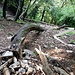 <br />Ich habe ein neues Foto-App. Damit kann man allerlei machen ;-))) <br /><br />Ich denke, [u bidi35] hätte mir "gratuliert" zu dem weissen Band ;-)))