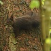 Eichhörnchen in Seetel