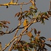 Grünfink