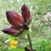 Recht selten: Der Purpur-Enzian (Gentiana purpurea)
