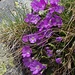 colori di primavera 4