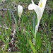 colori di primavera