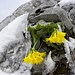Hochsommer 2013,in Lechtaler Alpen,nach vier Tage im Kämpfen mit Winterabbruch, alle Blumen sind  mit Kopf in Boden,wie ich!