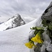 Hochsommer 2013,in Lechtaler Alpen,nach vier Tage im Kämpfen mit Winterabbruch, alle Blumen sind mit Kopf in Boden,wie ich!
