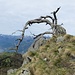 Contorsioni