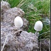 Ciuperci din balegar