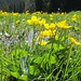 Im Sumpf hatte es Dotterblumen....