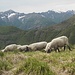 Pecore al Passo Percadugine.
