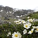 Weiterweg  zur Hinteres Alpjoch,2425m.