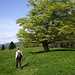Wahrzeichen des Jura: Alte Bäume in den Weiden