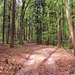 Durch lichten Wald gehts bergauf