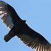 Turkey vulture flying over my head