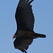 Another turkey vulture