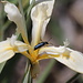 Beautiful flora and fauna:<br />Fernald's iris (Iris fernaldii)