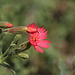 Fringed Indian Pink, Silene laciniata subsp. californica