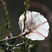 Island false bindweed - Calystegia macrostegia<br />Yet another flower endemic to California