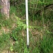 Markierungsstange des Waldwirtschaftsverbandes des Kantons Zürich (WVZ 22). Gleich nach der Stange gilt es, rechs abzubiegen (kaum Pfadspuren sichtbar), um wieder den Rippenkamm zu gewinnen.