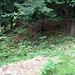 Der Einstieg zur Lusthäuschenpfad-Variante findet sich beim Goldbrunnweidli: auf der linken Seite - auf halber Höhe (dort, wo das Gras vom Vorjahr lagert). Der Ansatz der Rippe ist auf dem Bild und in der Natur gut zu erkennen.