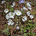 Meistens ist das Leberblümchen blaulila - hier ist es weiss (Hepatica nobilis)