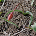 Gefunden! Tulipa australis 1