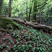 Wie fast überall wird auch hier der Üetli-Wald Schritt für Schritt zum "Urwald". Es ist toll, so unmittelbar vor der Start so viel wenig berührte Natur vorzufinden.
