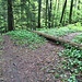 Auf einer Höhe von 660m ü. M. wird der Trampelpfad Ost (Hohenstein - Falletsche; siehe mein entsprechender Bericht) gequert.