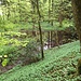 Zwischen dem Fohlenweidpfad und dem Trampelpfad Ost ist ein überaus lauschiges Waldseelein zu finden (dessen nähere Umgebung allerdings ziemlich sumpfig ist und deshalb kaum zum Picknick einlädt).