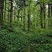 Lichter, sattgrüner Wald kurz vor der Gratstrasse.