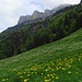 Frühlingswiese und Alp Sigel