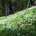 Fioritura di Allium ursinum all'Alpe Alto