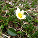 der erste Silberwurz (Ist Symbolpflanze von Lappland und Nationalblume von Island.) dieses Jahr