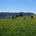 Diese Kühe sind frisch auf die Alp gekommen